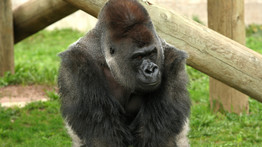 Horror az állatkertben: gondozójára támadt egy gorilla – A nő brutális sérüléseket szenvedett