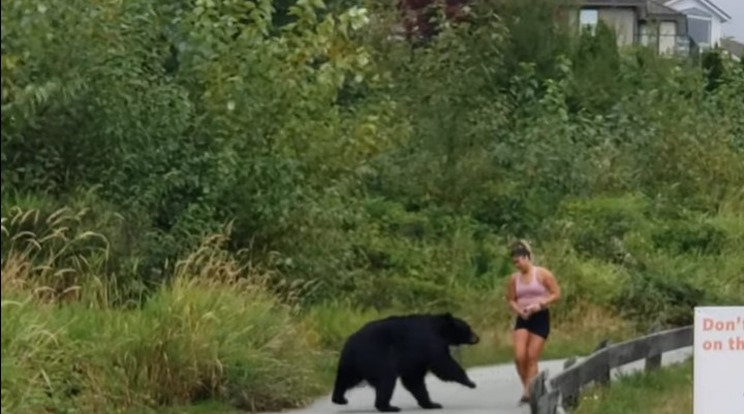 Odakarmolt a fekete medve, de nagy baj nem történt / Fotó: YouTube