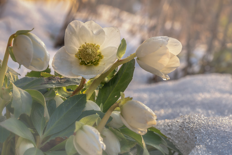 Rośliny, które kwitną zimą w ogrodzie — Ciemiernik biały (Helleborus niger)