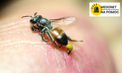 Pszczoły i osy mogą nas nawet zabić. Sprawdź, co może nam uratować życie