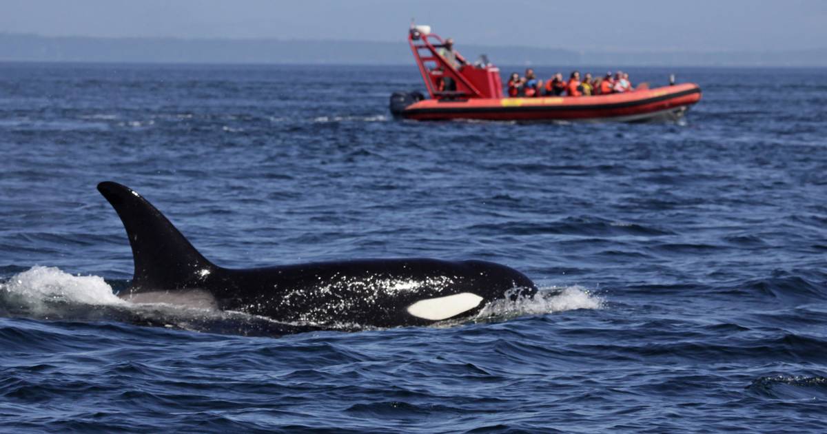 Most már naponta támadnak hajókra a kardszárnyú delfinek Spanyolország  mellett
