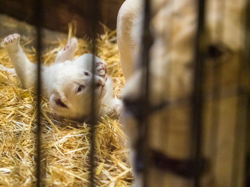 Biała lwiczka przyszła na świat w zoo safari Borysew