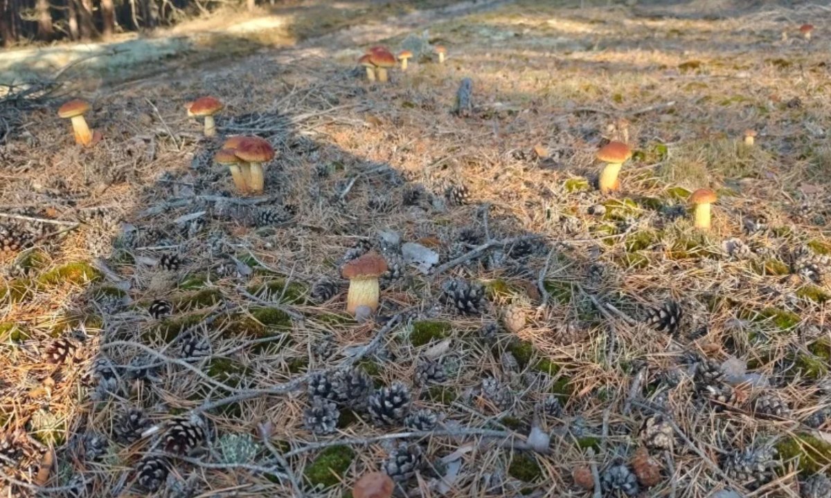 Wygląda jak borowik, ale to inwazyjny amerykaniec. Nazywają go "grzybowym chwastem"