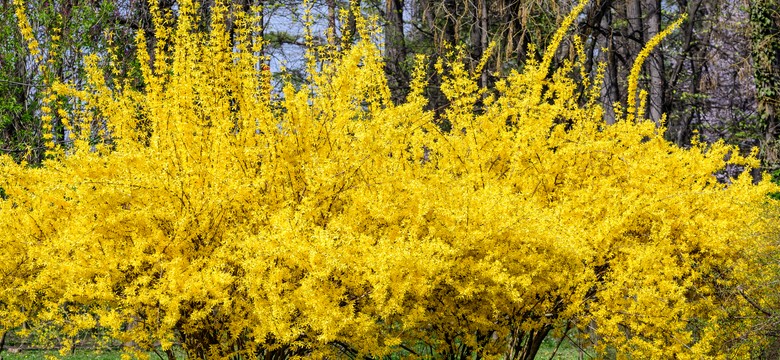 Forsycja na wiosnę zachwyca urodą. Co robić, aby uginała się od kwiatów?