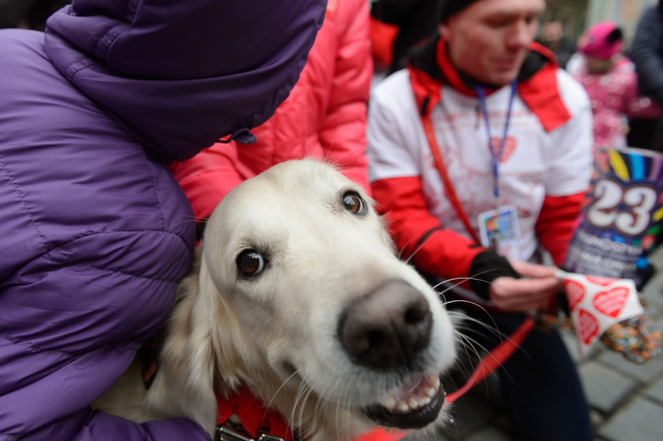 POZNAŃ 23. FINAŁ WOŚP (Kwestujące golden retrievery)