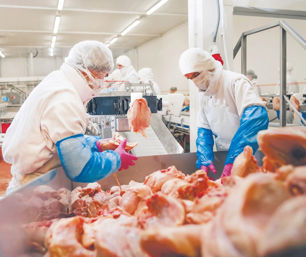 Wejście na chiński rynek pozwoliłoby zwiększyć rentowność, bo Chiny importują produkty, na które nie ma popytu w Unii Europejskiej, jak lotki, łapki. Dzięki temu u producenta nic się nie marnuje