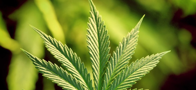 Kontrowersyjny apel za legalizacją trawki