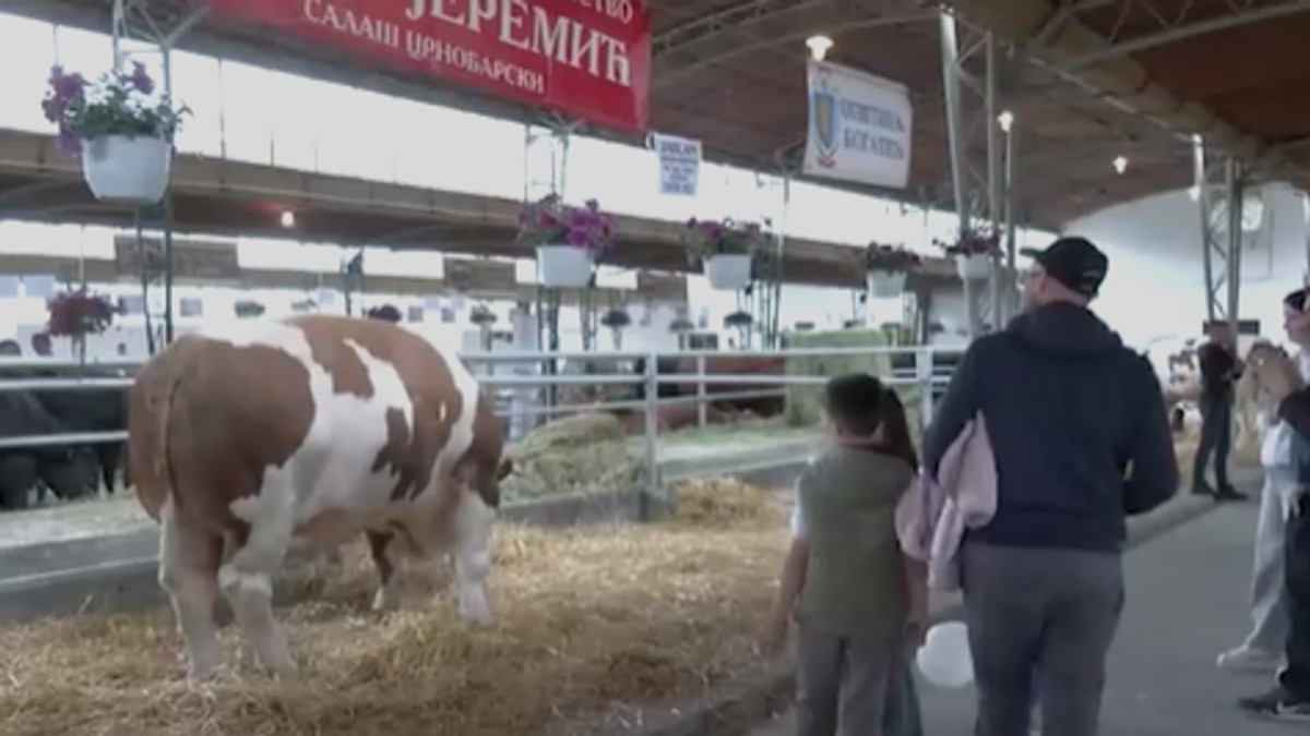 Najteži bik Jablan od 1830 kilograma,  zvezda sajma u Novom Sadu