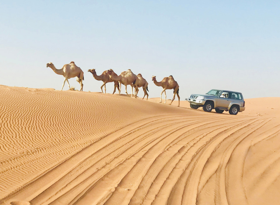 Safari na wielbłądach w okolicach Dubaju