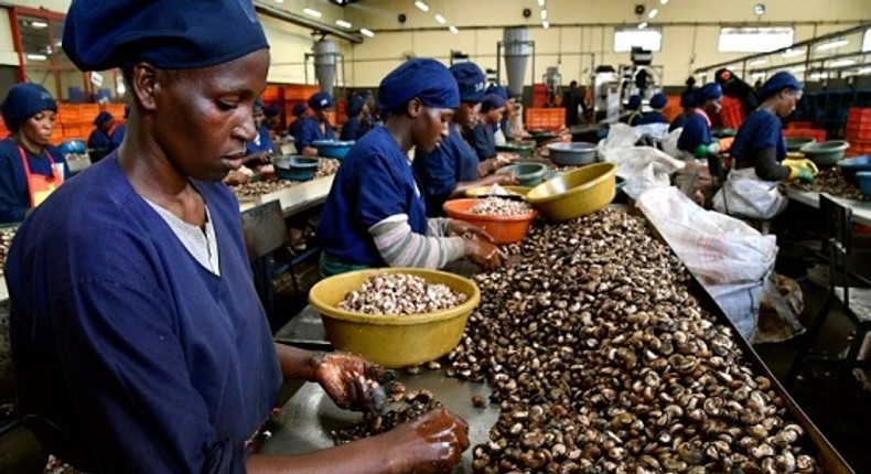 Julius Berger has diversified into cashew processing