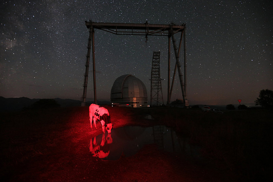 "Red cow", Maria Plotnikova