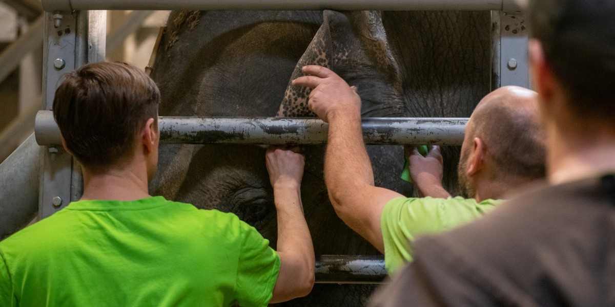 Orientarium w Łodzi zatrudni opiekunów słoni. W zoo mówią: - Lekko nie jest