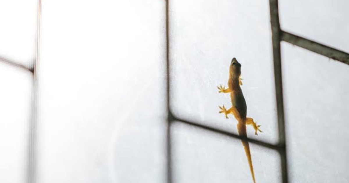 3 hacks to keep lizards out of your home Pulse Nigeria