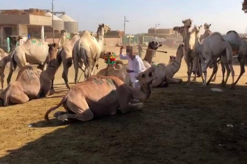 Znęcanie się nad zwierzętami na targu wielbłądów Birqash w Egipcie