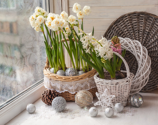 Narcyzy i hiacynty to nie tylko pomysł na Wielkanocną dekorację. W tym roku białe narcyzy i białe hiacynty zdobywają uznanie także, jako dekoracje bożonarodzeniowe