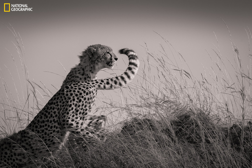 Wyróżnienie - Mohammed Yousef - Changing Shifts (pol. Zmiana na posterunku) / National Geographic  2015 Photo Contest