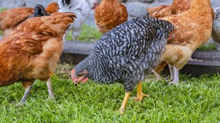 Czy trzeba rejestrować każdą kurę w komputerowej bazie? ARiMR wyjaśnia