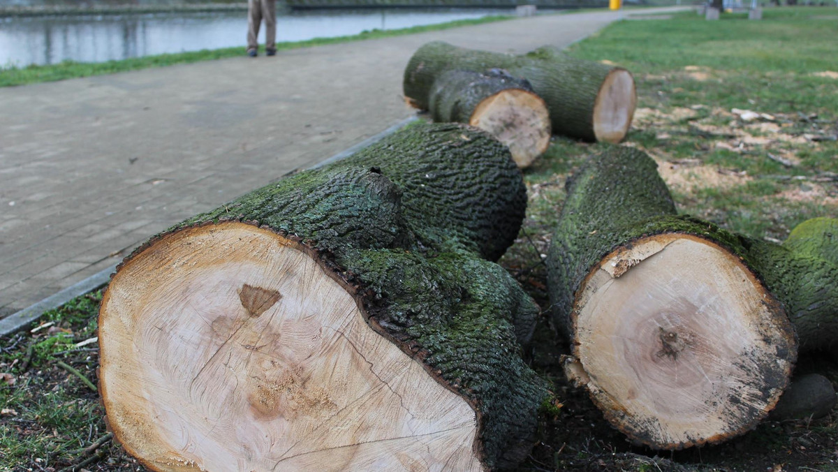 Opolscy aktywiści oburzeni wycinką drzew w parku Nadodrzańskim, domagają się oderwania zieleni od Miejskiego Zarządu Dróg. Społecznicy chcą także przywrócenia stanowiska ogrodnika miejskiego.