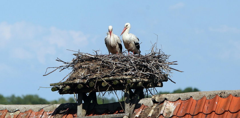 Nie uwierzysz! Bociany produkują glebę!