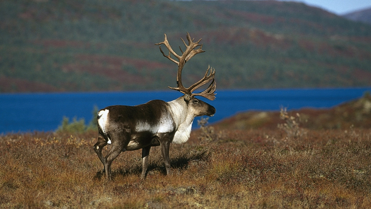 Międzynarodowa grupa uczonych ostrzegła, że karibu, jedno ze zwierząt - symboli Kanady, może wyginąć. Zmiany powodowane przez człowieka w przyrodzie niszczą ich naturalne środowisko.