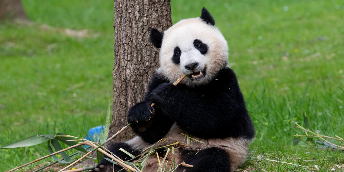 Xiao Qi Ji zjada bambus.