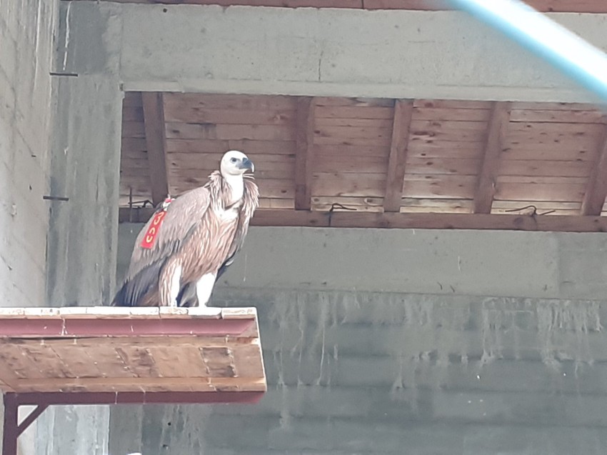 Jedan od beloglavih supova koji je pronađen ispod gnezda