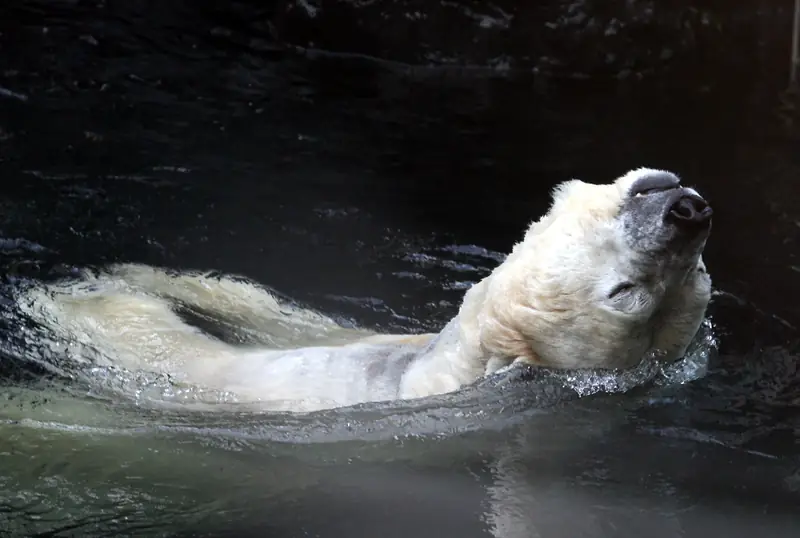 Gus, słynny niedźwiedź z nowojorskiego Zoo, fot. New York Daily News Archive / Getty Images