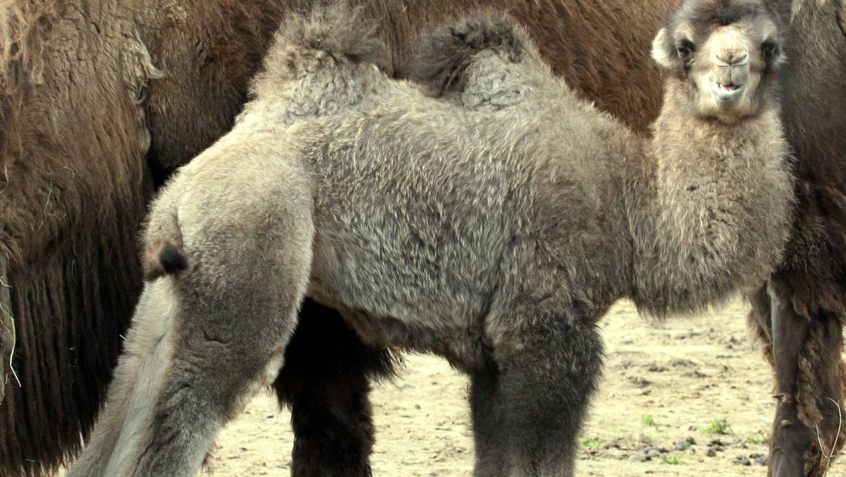 POZNAŃ ZOO WIELBŁĄD