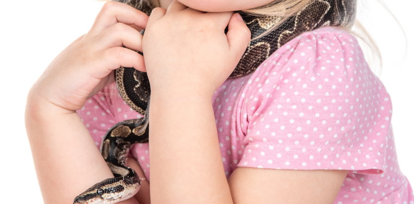 Wąż ugryzł 5-letnią dziewczynkę w twarz w zoo. "Pachniała jak zdobycz". NAGRANIE