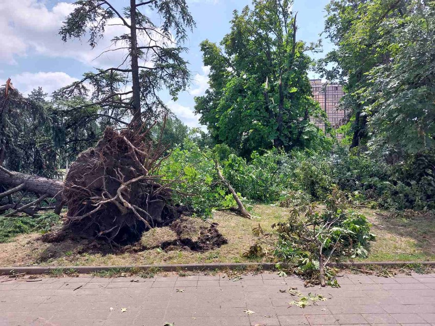 Drveće u Futoškom parku