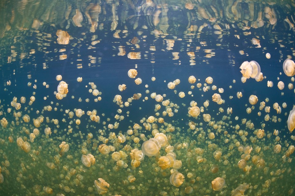 Jellyfish Lake - jezioro meduz w Palau