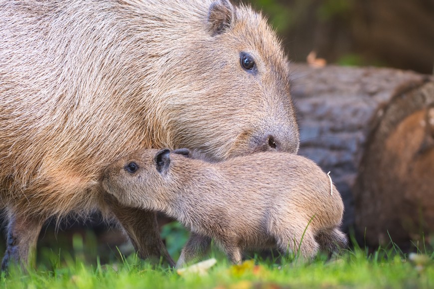 Mama cały czas jeszcze karmi swoje potomstwo