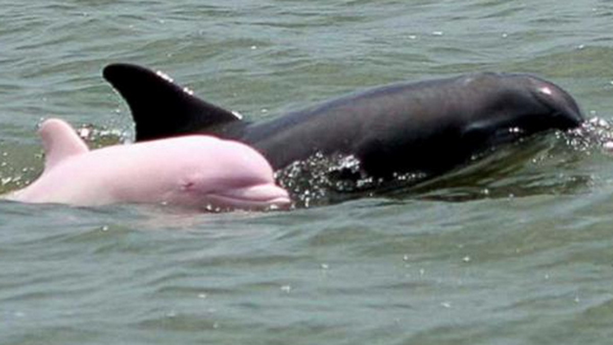 W wodach Luizjany żyje bardzo rzadki okaz delfina. Zwierzę, które ma różową skórę, zauważył kapitan jednej z łodzi pływających po tamtejszych wodach - podaje "ABC".