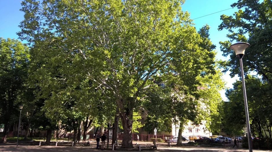 Platan u OŠ Miloš Crnjanski