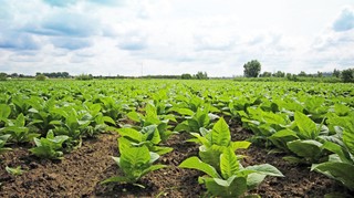 Rolnicy uprawiający tytoń dostaną gwarancję zbytu