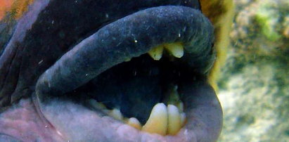 Szok! Ryba z ludzkimi zębami. FOTO