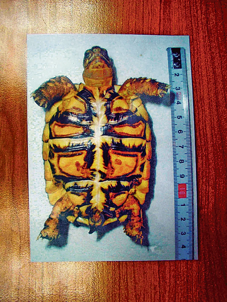 samlevene kosti koranjača koriste se za pravljenje lekova