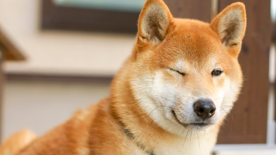 Shiba inu - zdjęcie ilustracyjne