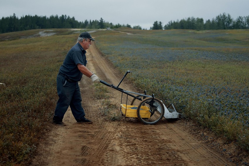 BOROVNICA BLUZ  STILL