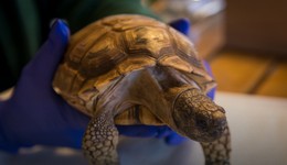 Nowy wyjątkowy podopieczny wrocławskiego zoo