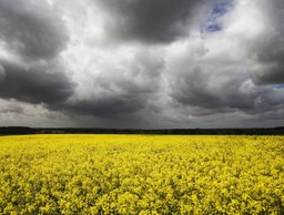 Szkodliwe pestycydy wracają na polskie pola: Minister rolnictwa wyraził zgodę na stosowanie neonikotynoidów