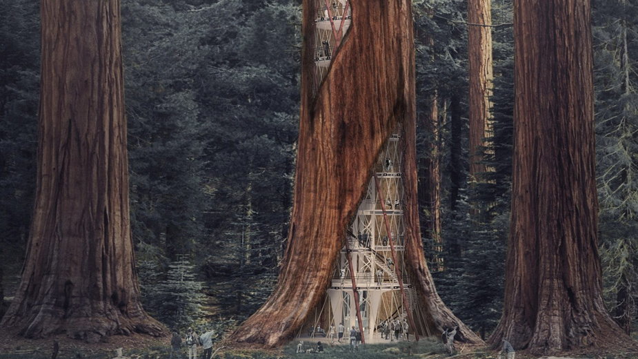 Wieżowce ukryte w największych drzewach świata. Wow!