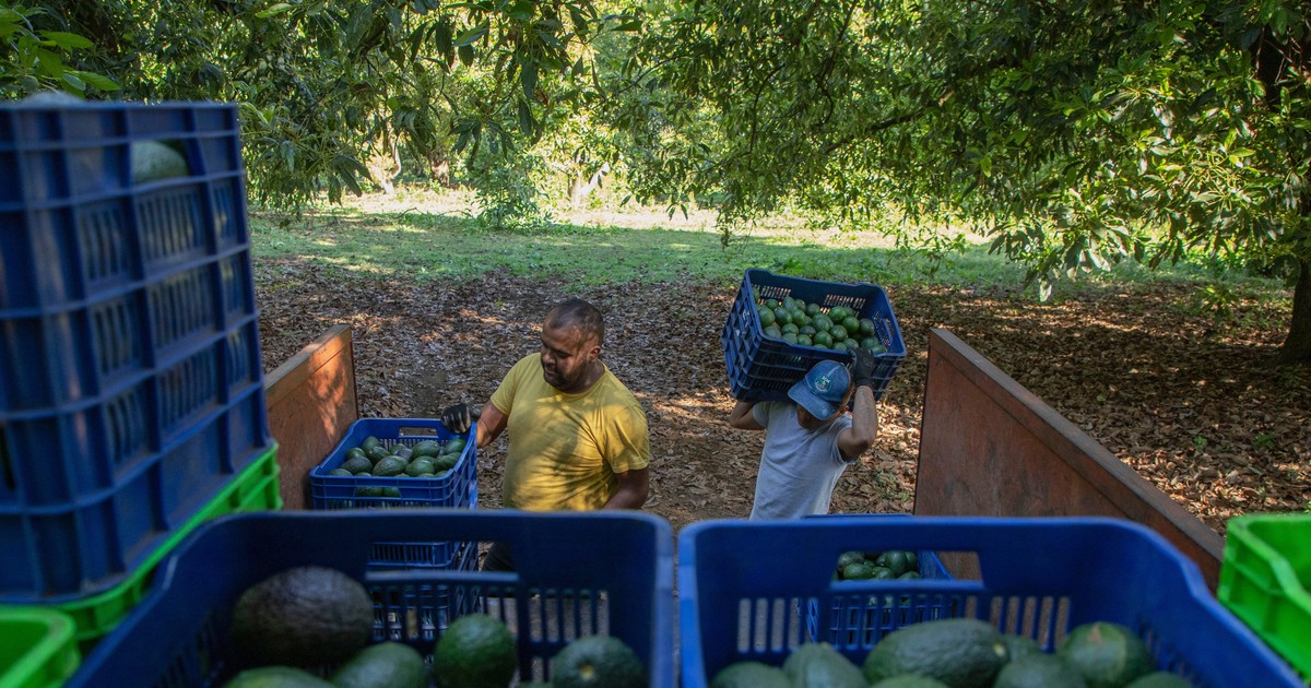 The Super Bowl's demand on valuable avocados means delivery trucks in ...