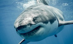 Rekin zabił surfera u wybrzeża Kalifornii