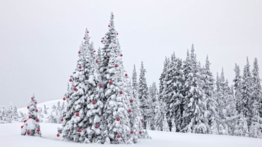 jak tradycja zrobiła z drzew symbole