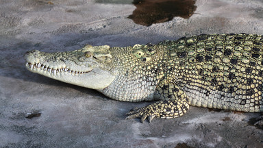 "Najgroźniejsze zdjęcie z wakacji" - turystka pozuje z krokodylem