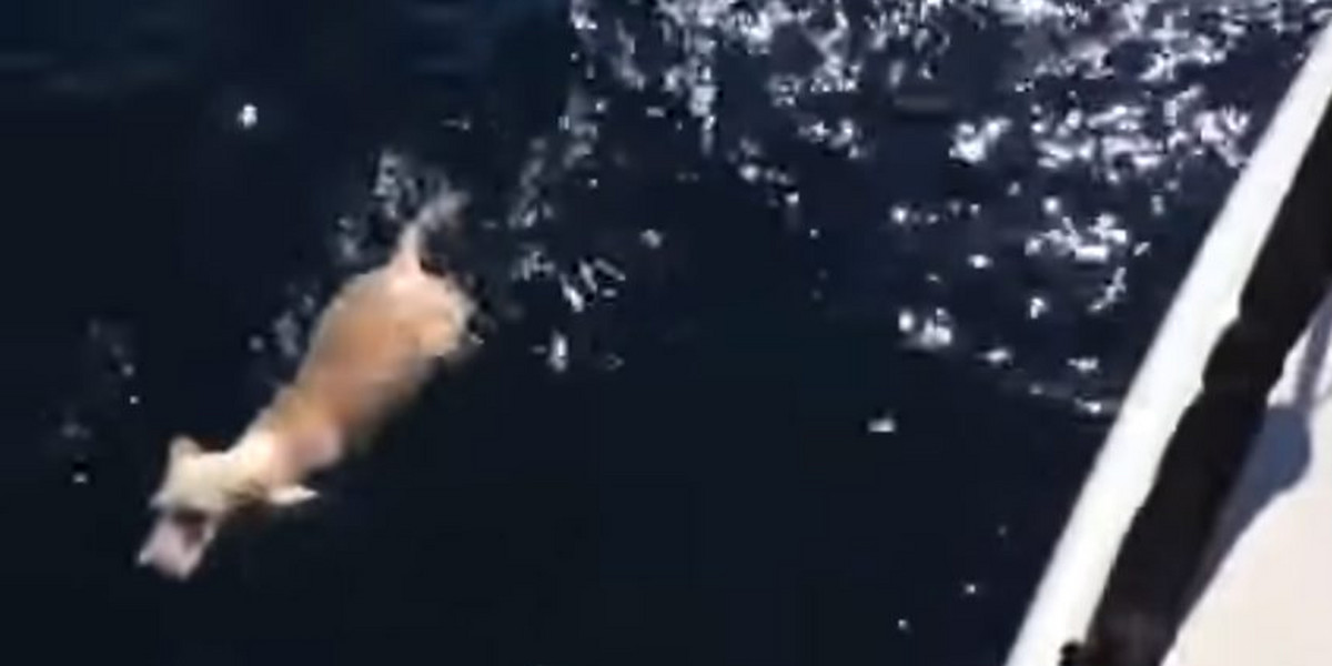 Ten szczeniak cudem ocalał od śmierci na pełnym morzu