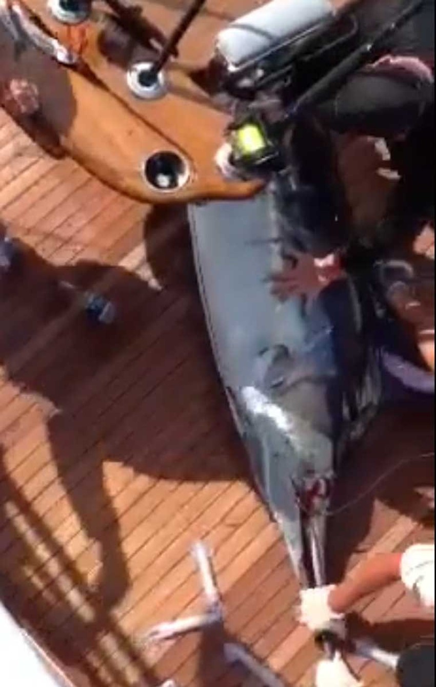 Sabljarka je na kraju uginula