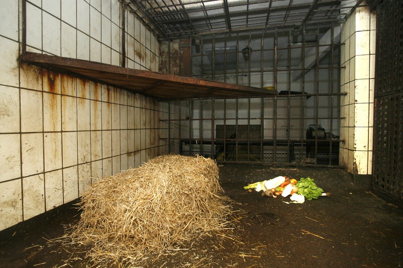 Klatka, w której mieszkał niedźwiedź Mago