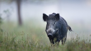 Na Białołęce trwają polowania na dziki. Mieszkańcy boją się o swoje bezpieczeństwo